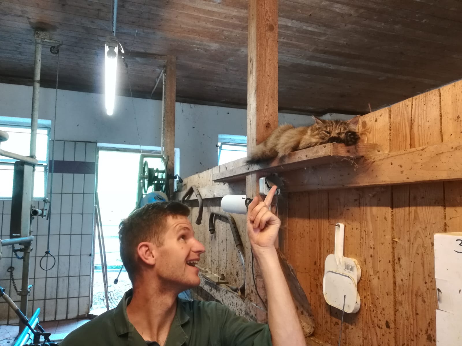 Entspannte Katze beim Melken