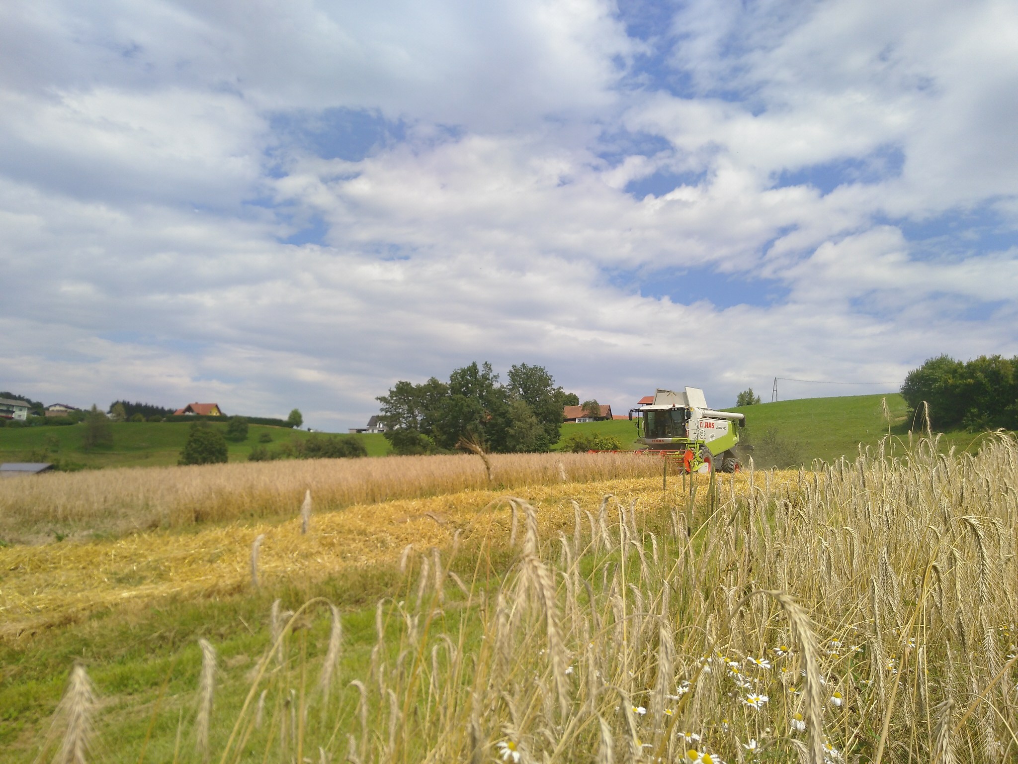 Getreideernte (2)