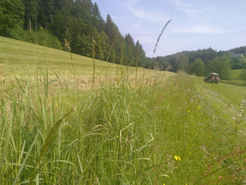 Abgestufter Wiesenbau