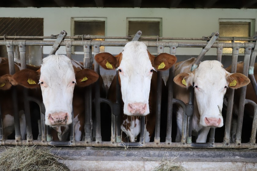 Renate, Riedi, Rispe