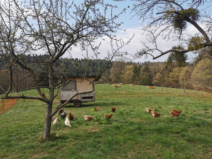 Hühner und Kalbinnen auf der Weide