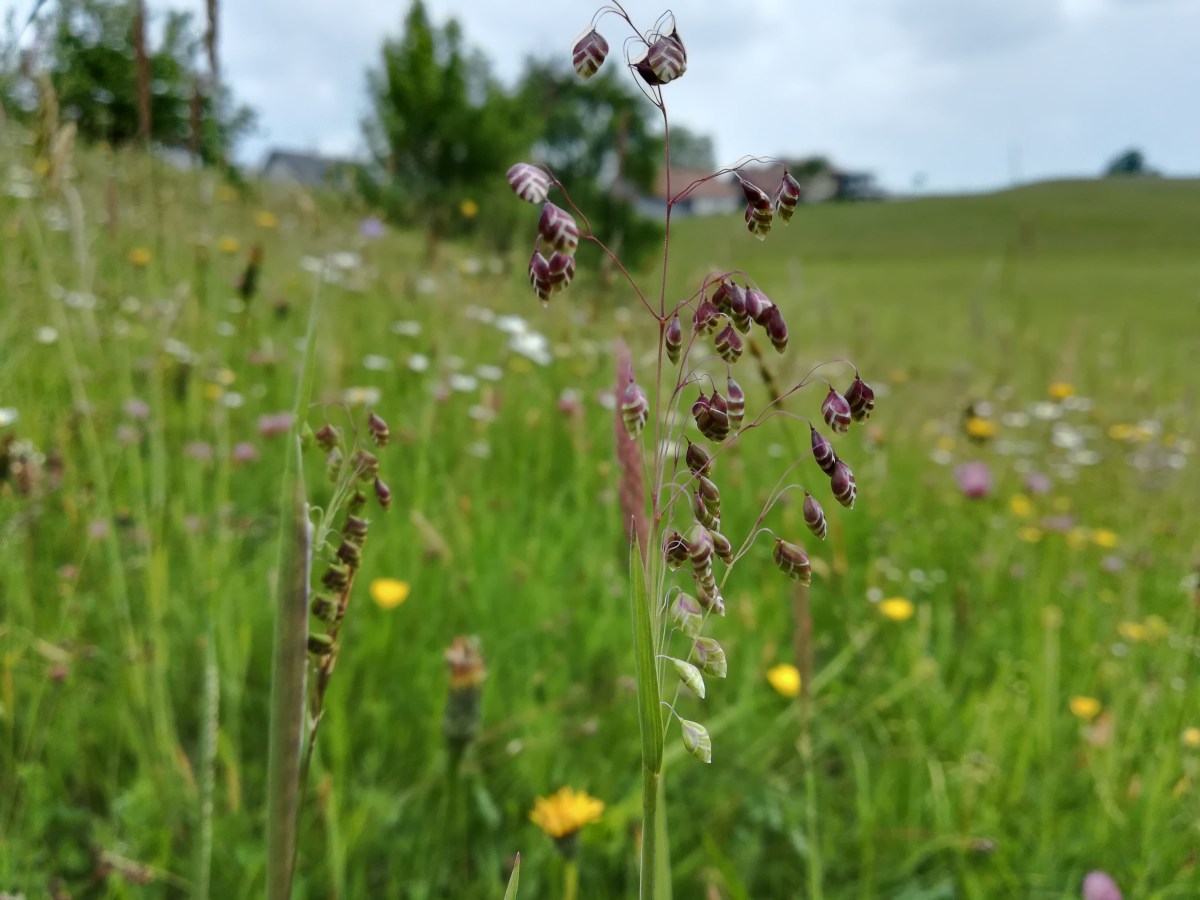 Die Vielfalt auf unserem&nbsp;Hof.